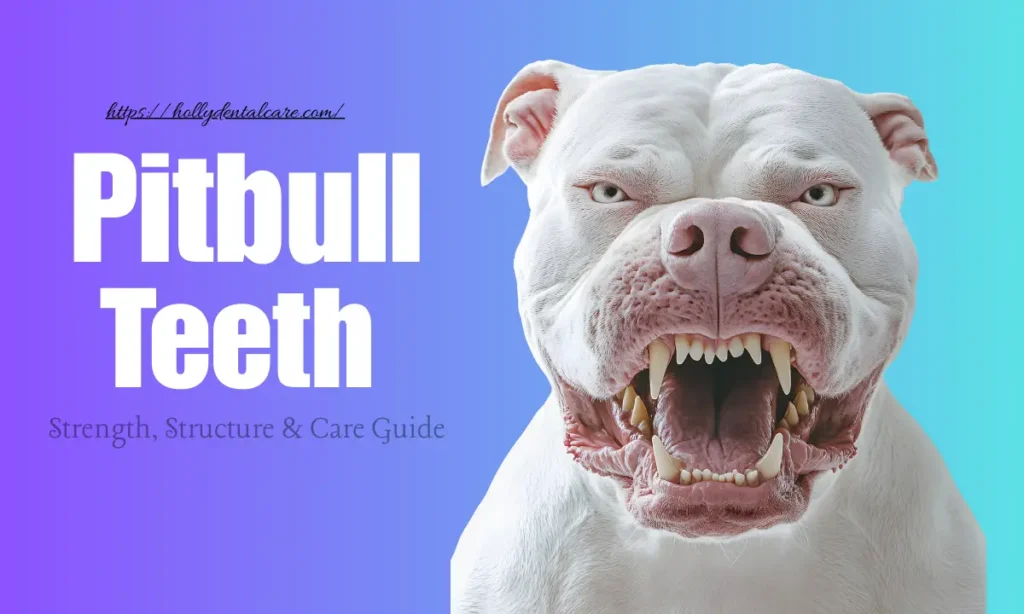 pitbull teeth